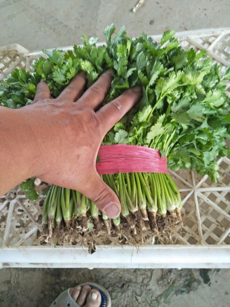 大叶香菜25~30，30一40厘米，中棵，粗棵。