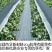 除草布