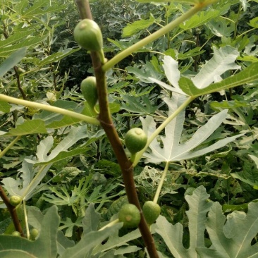 无花果树苗1~1.5m