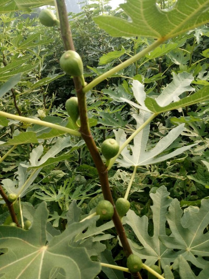 无花果树苗1~1.5m
