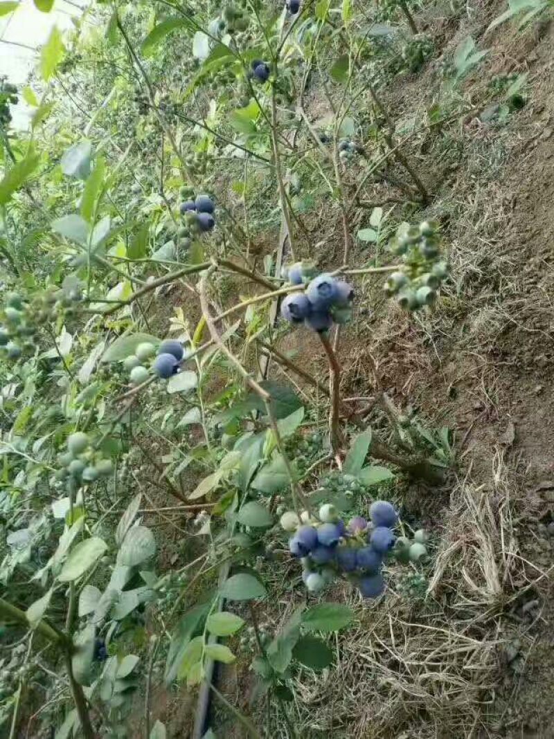 蓝莓12~14mm以上鲜果