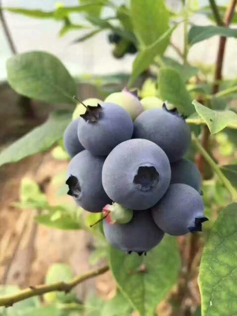 蓝莓12~14mm以上鲜果