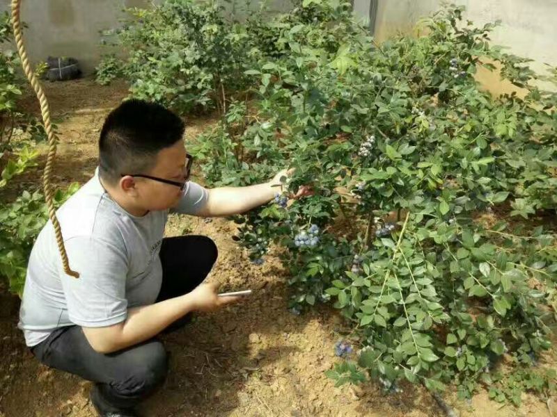 蓝莓12~14mm以上鲜果