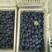 蓝莓12~14mm以上鲜果