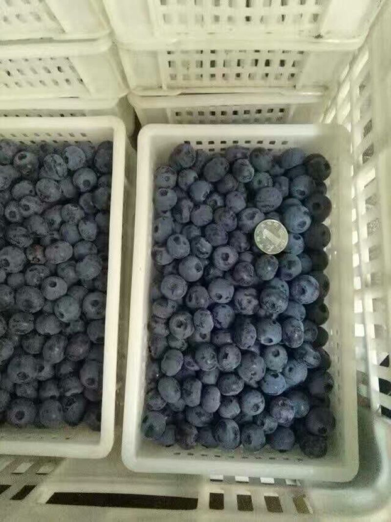 蓝莓12~14mm以上鲜果
