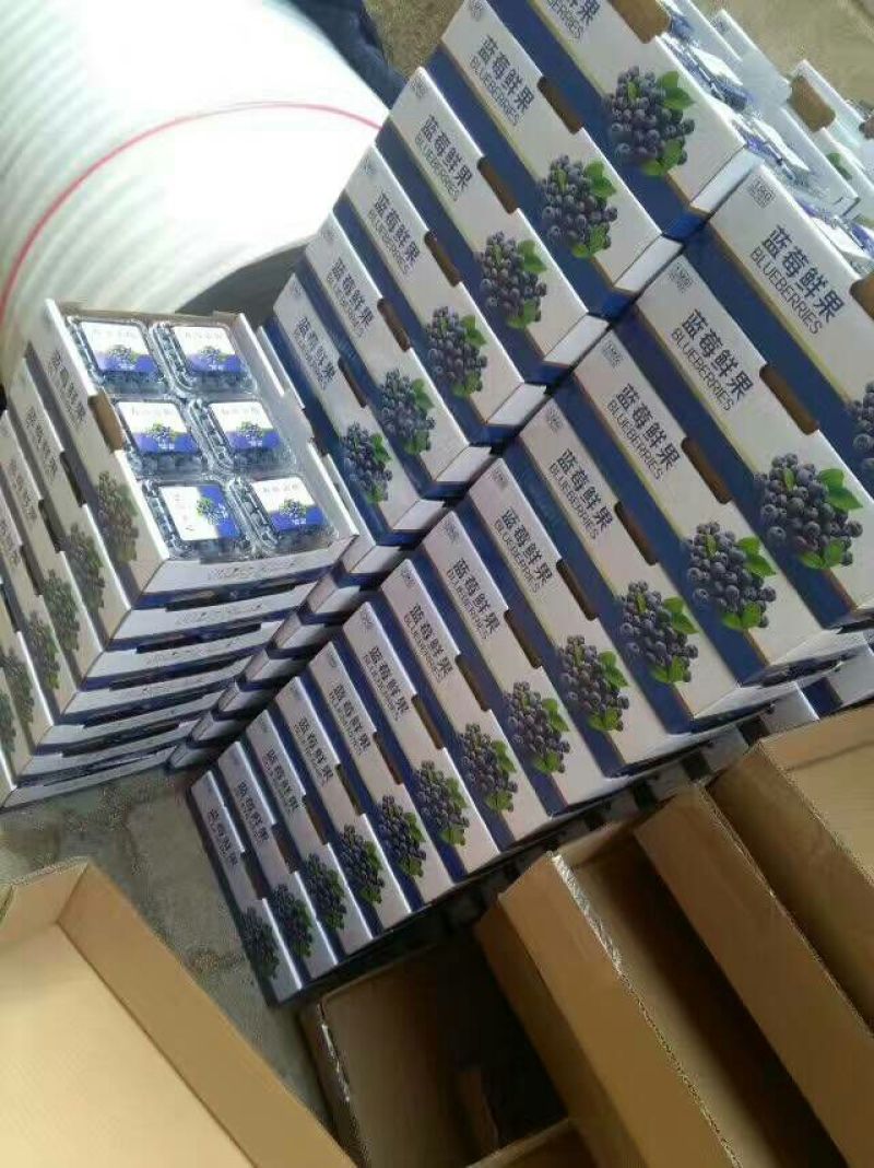 蓝莓12~14mm以上鲜果