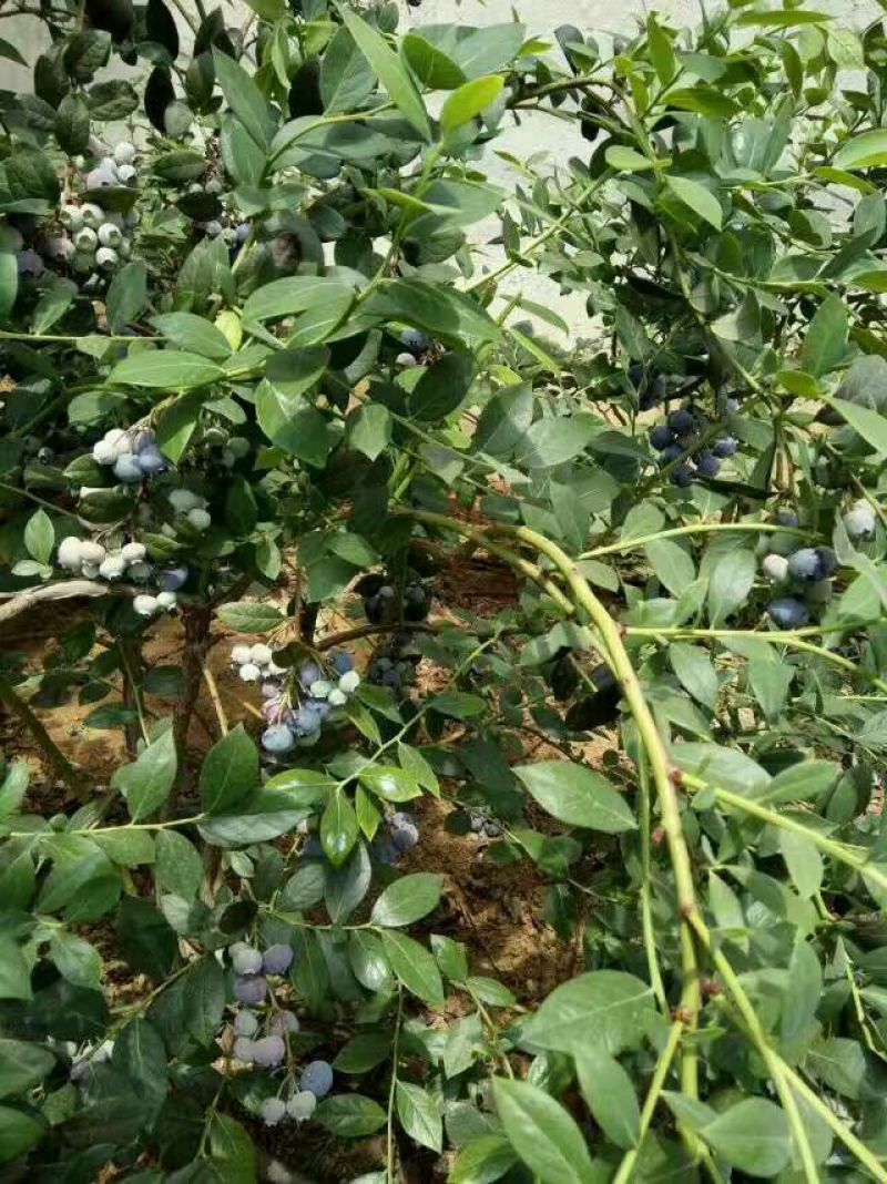 蓝莓12~14mm以上鲜果