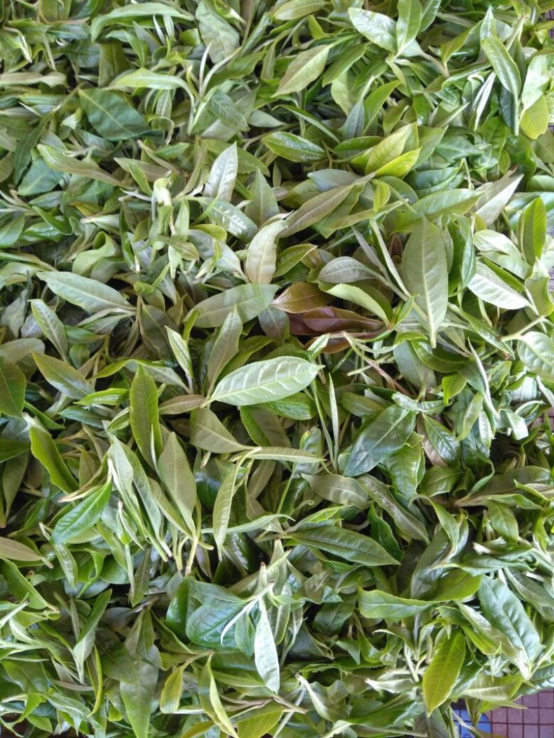 普洱茶特级