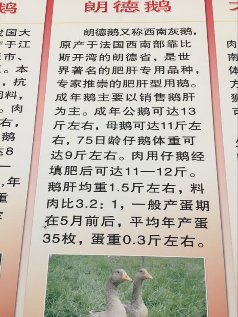 鹅苗