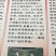 鹅苗