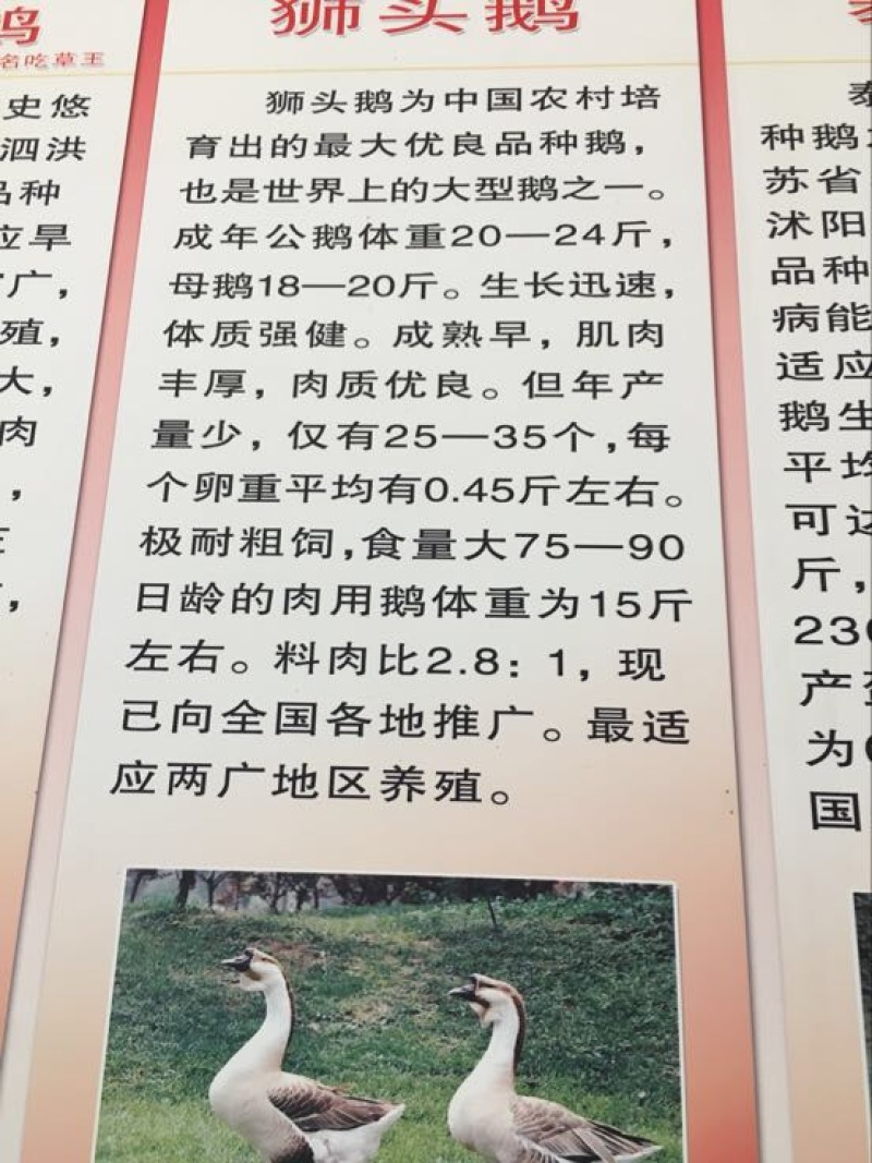 鹅苗