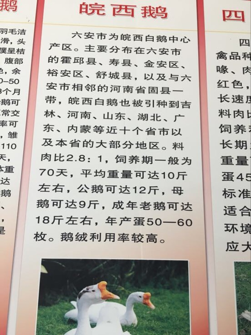 鹅苗