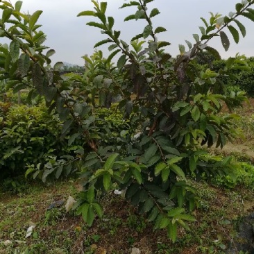 番石榴苗30~50cm