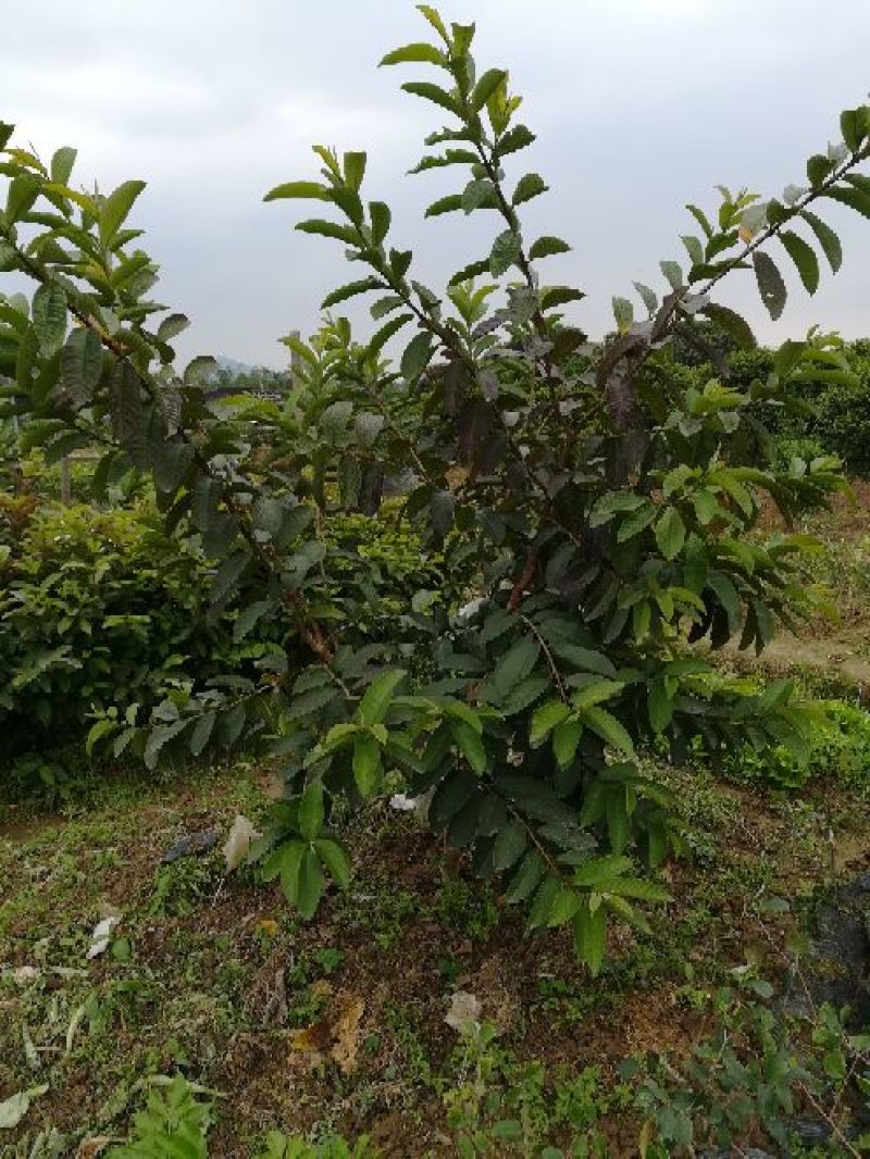 番石榴苗30~50cm