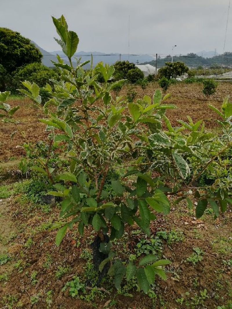 番石榴苗30~50cm