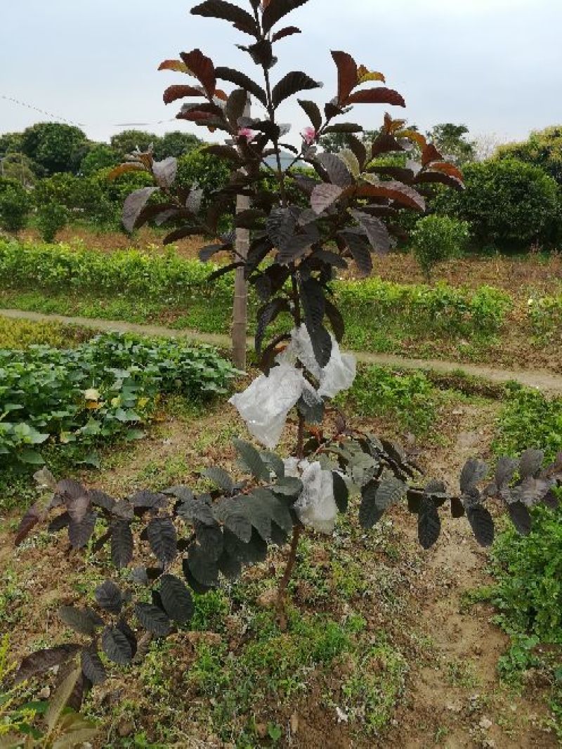 番石榴苗30~50cm
