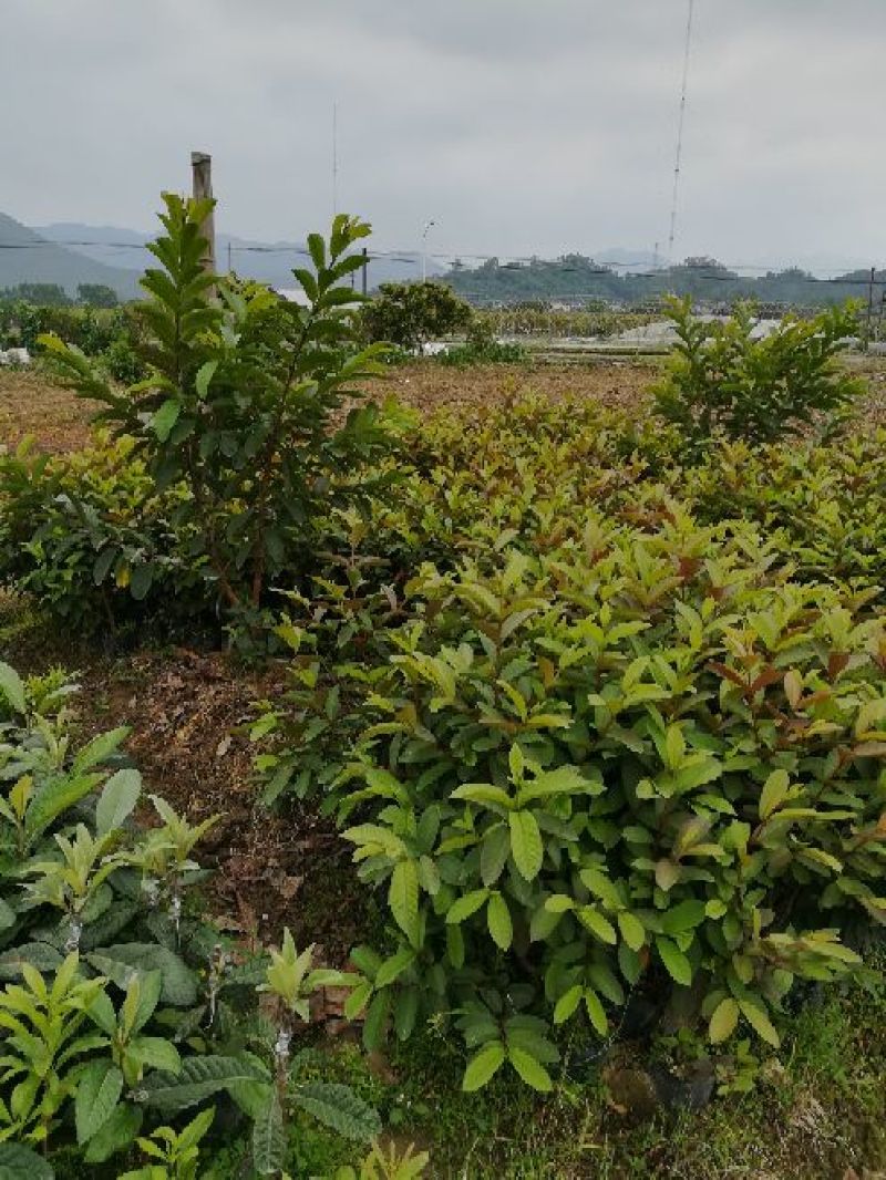 番石榴苗30~50cm