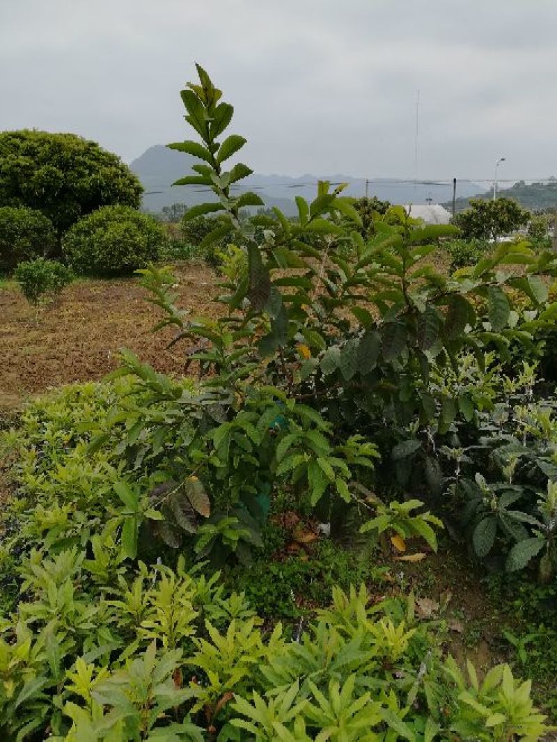 番石榴苗30~50cm