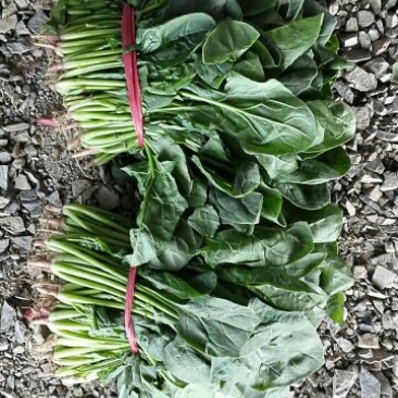 黑叶菠菜25~30厘米