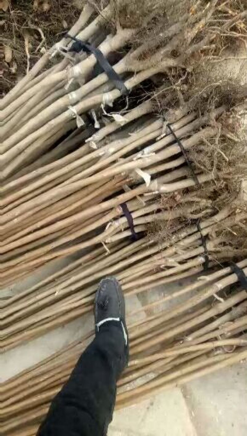 小火罐柿子树苗农户直发可签合同保证品种