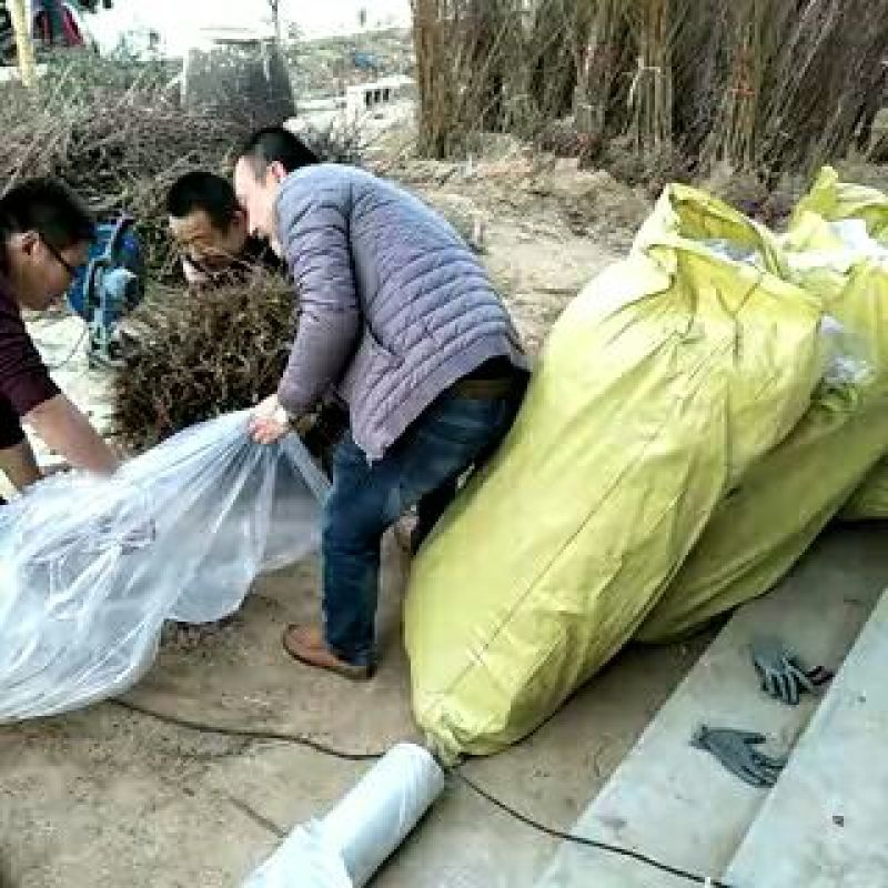 小火罐柿子树苗农户直发可签合同保证品种