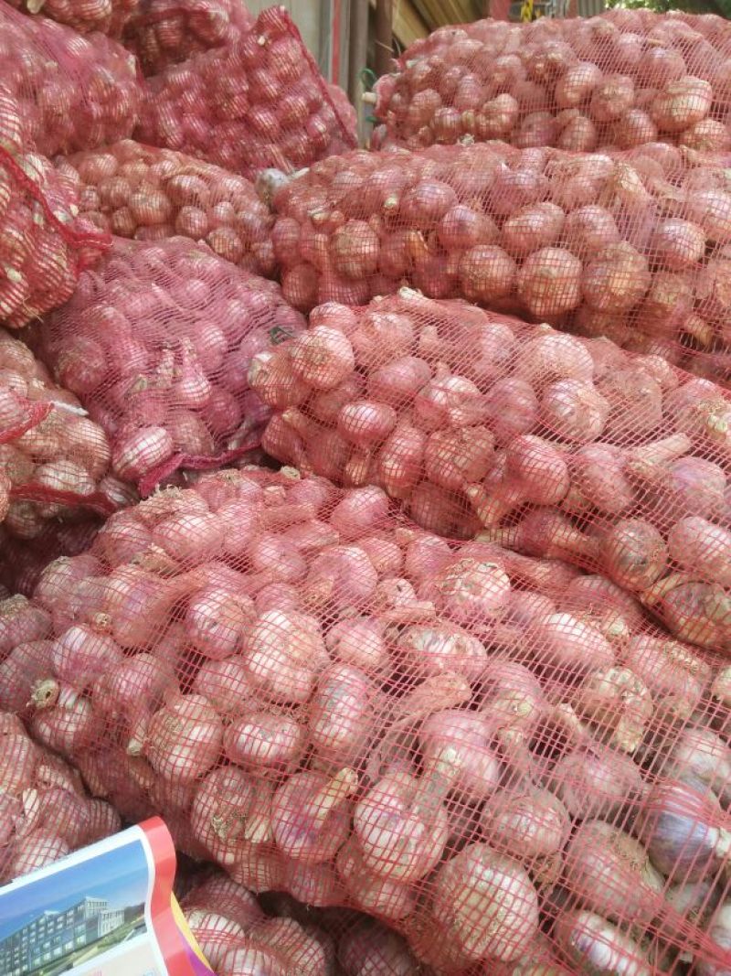中牟紫皮蒜万亩基地货源充足紫皮蒜5cm~6cm干货