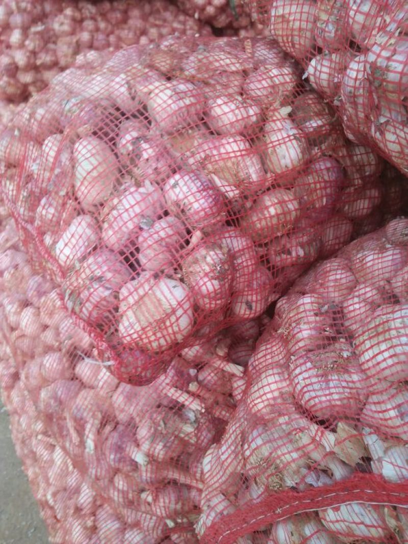 中牟紫皮蒜万亩基地货源充足紫皮蒜5cm~6cm干货