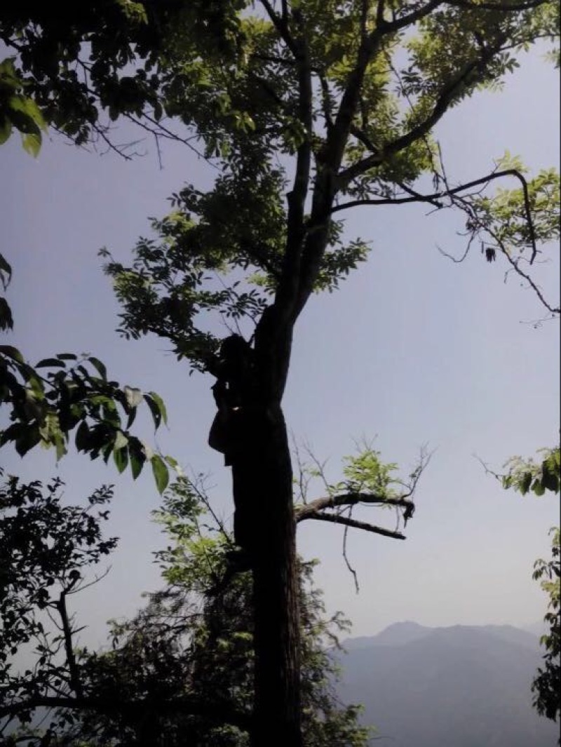 青钱柳茶一级