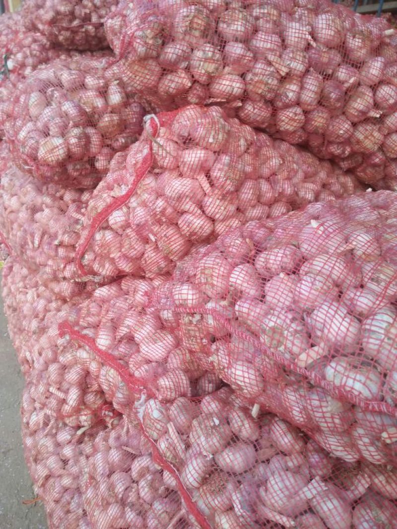 中牟紫皮蒜万亩基地货源充足紫皮蒜5cm~6cm干货