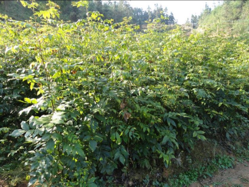 青钱柳茶特级