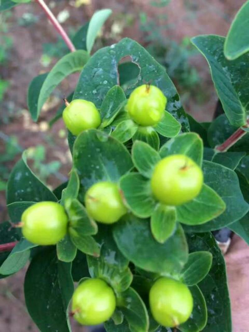 相思树苗10cm以下
