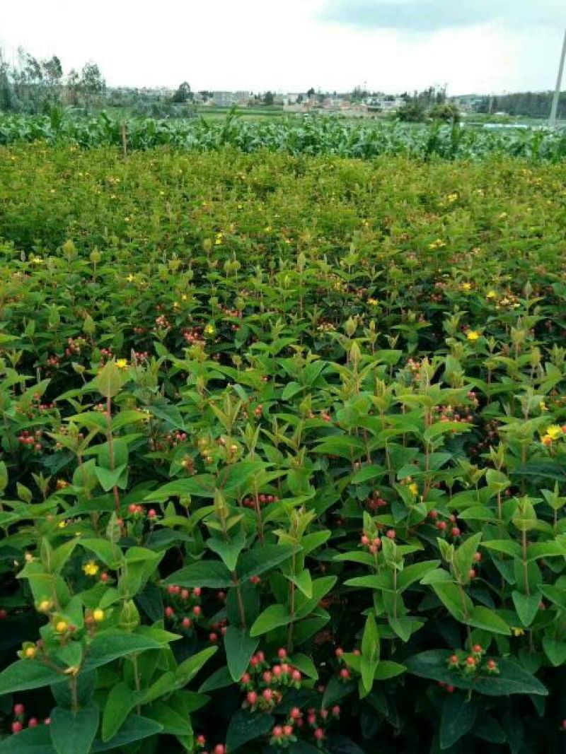 相思树苗10cm以下