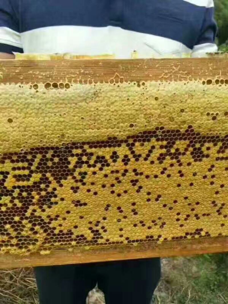 龙眼蜜蜂蜜/自己养殖/量大从优/一手货源/欢迎咨询
