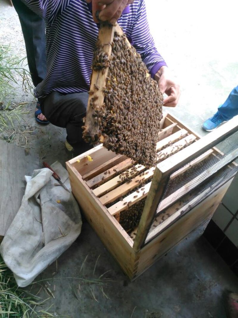 龙眼蜜蜂蜜/自己养殖/量大从优/一手货源/欢迎咨询