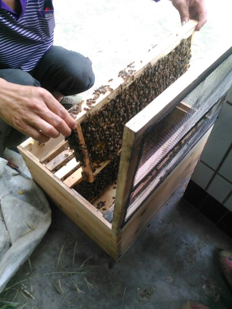 龙眼蜜蜂蜜/自己养殖/量大从优/一手货源/欢迎咨询