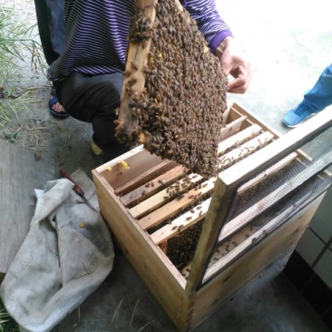 蜂蜜乌桕蜜2斤装，欢迎各位下单，自家养殖，诚信经营