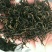 祁门红茶一级