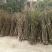 岗梅根一手货源产地直供应商