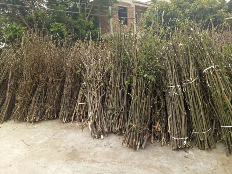 岗梅根一手货源产地直供应商