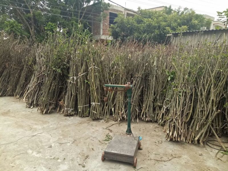 岗梅根一手货源产地直供应商