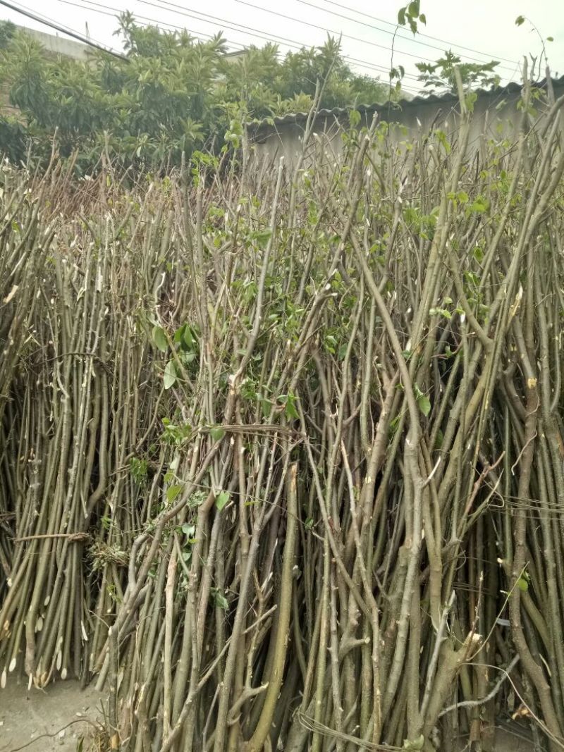 岗梅根一手货源产地直供应商