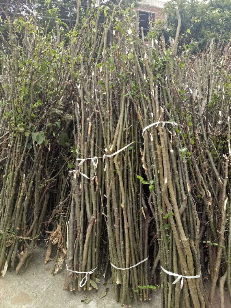 岗梅根一手货源产地直供应商