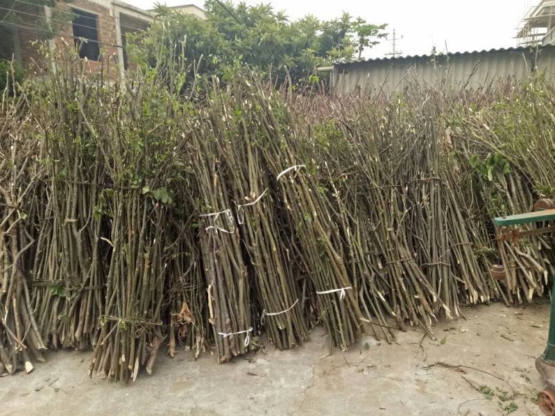 岗梅根一手货源产地直供应商