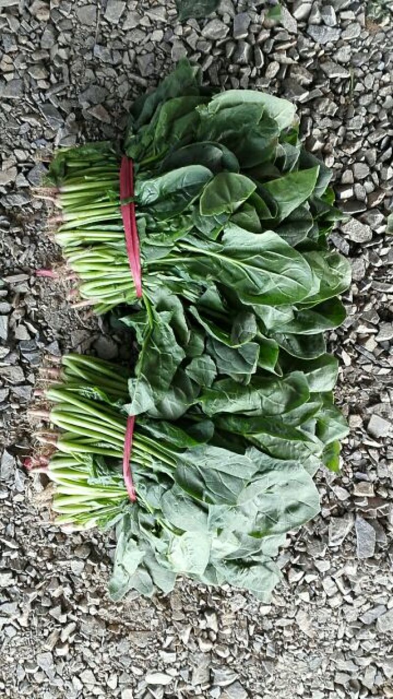 名门菠菜20~25厘米