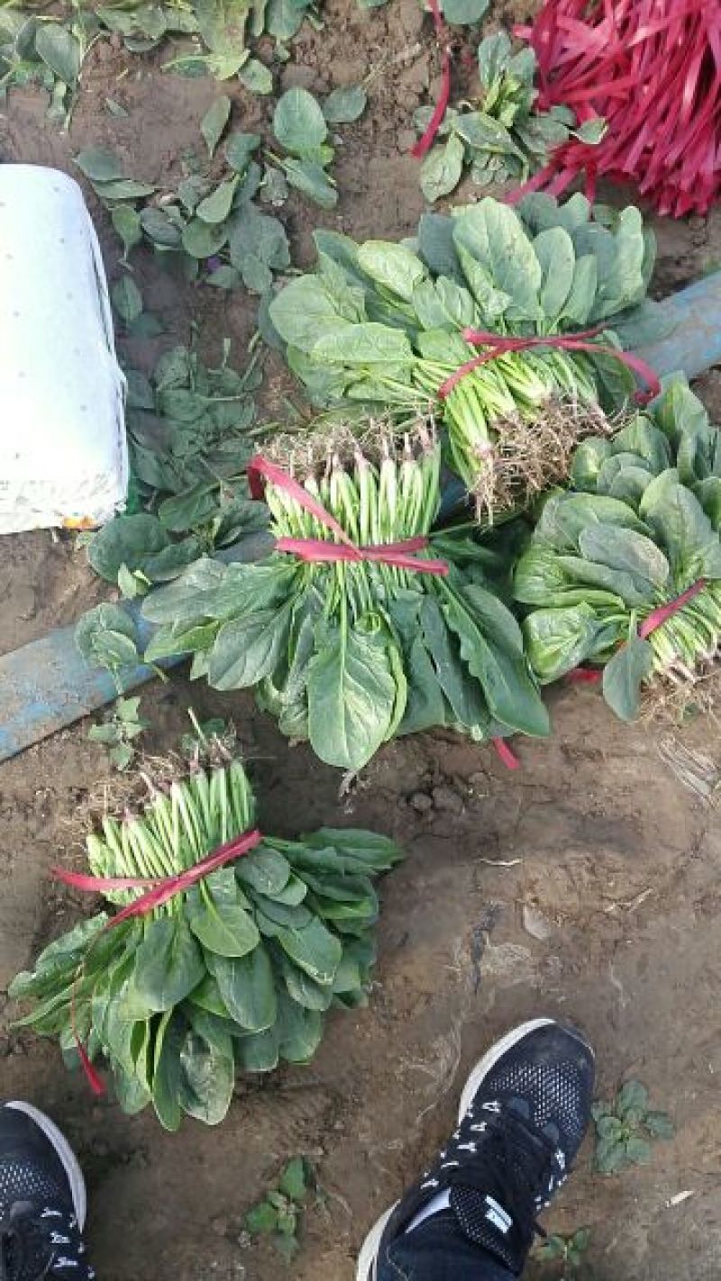 名门菠菜20~25厘米