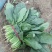 名门菠菜20~25厘米