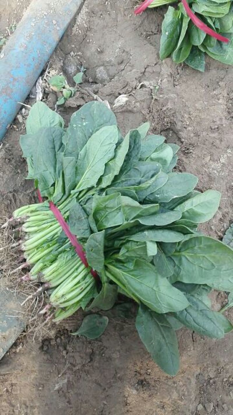 名门菠菜20~25厘米