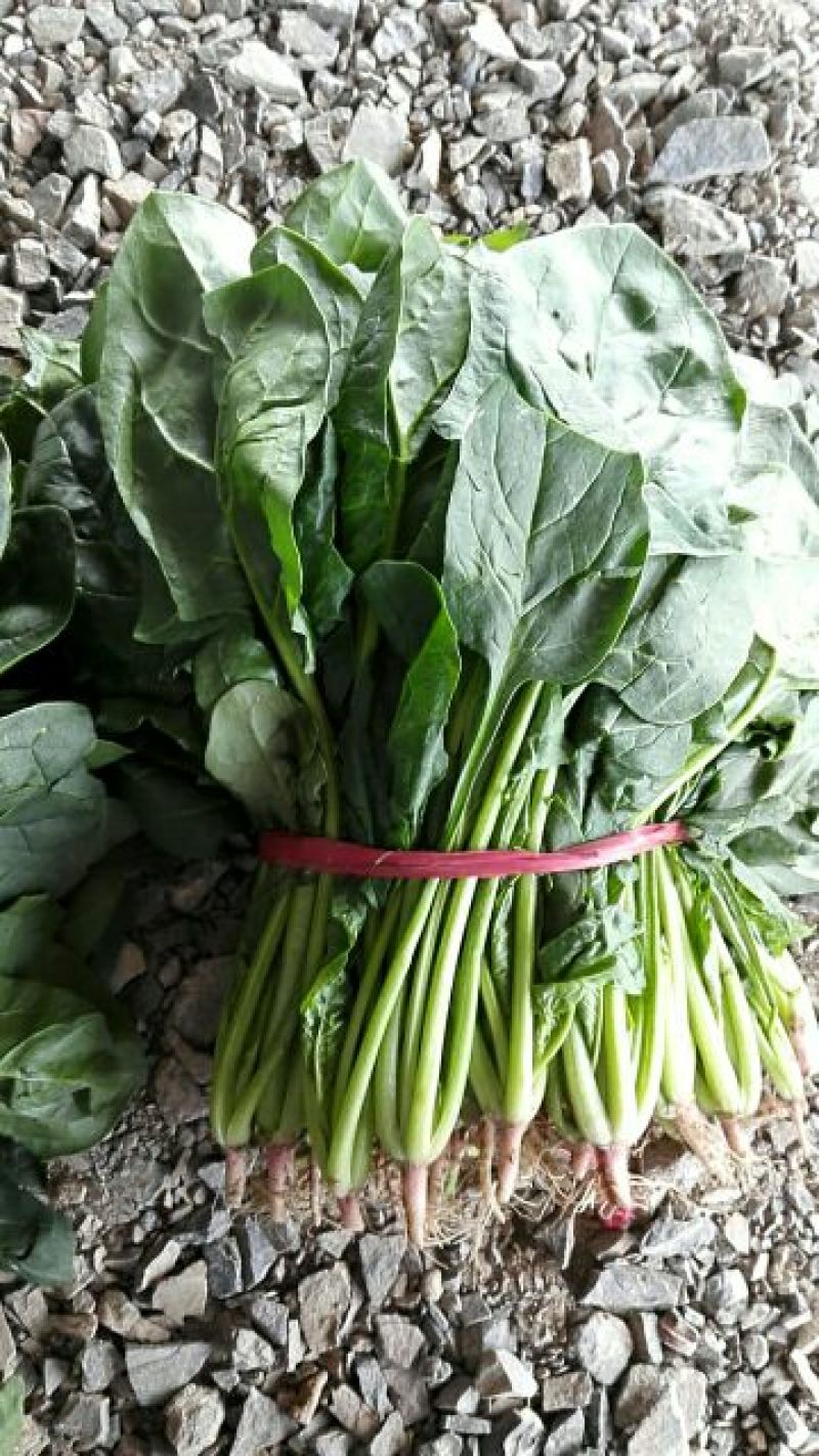 名门菠菜20~25厘米