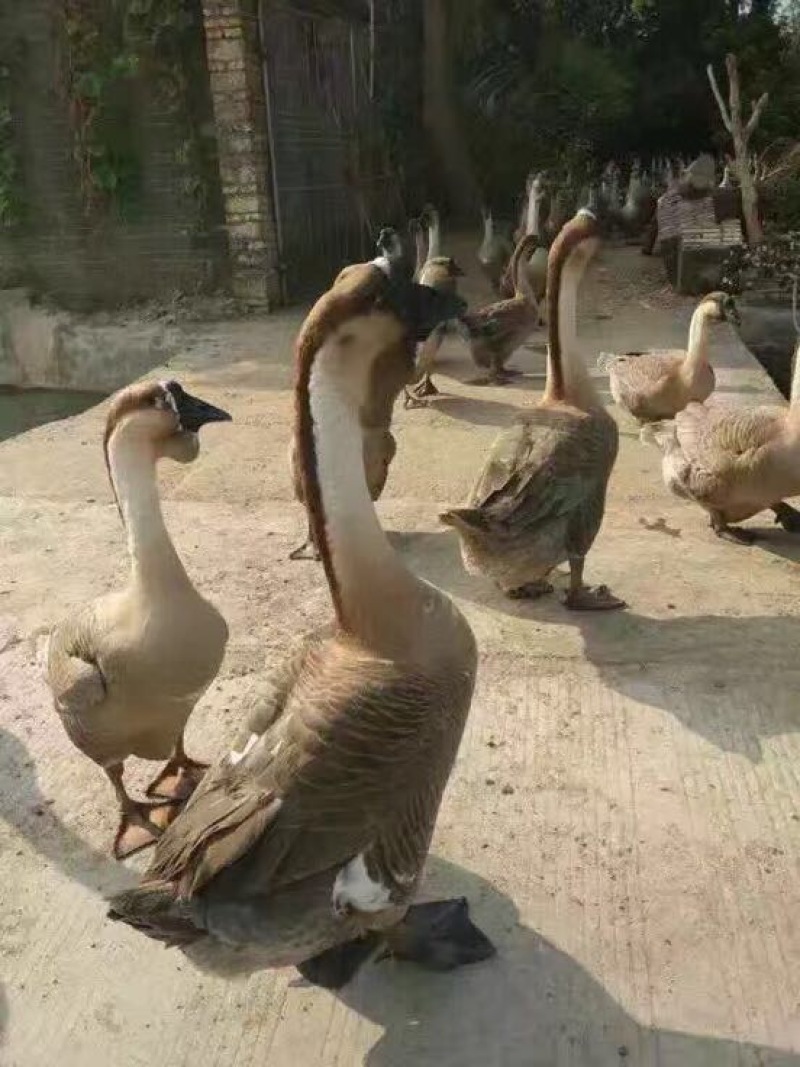 狮头鹅苗