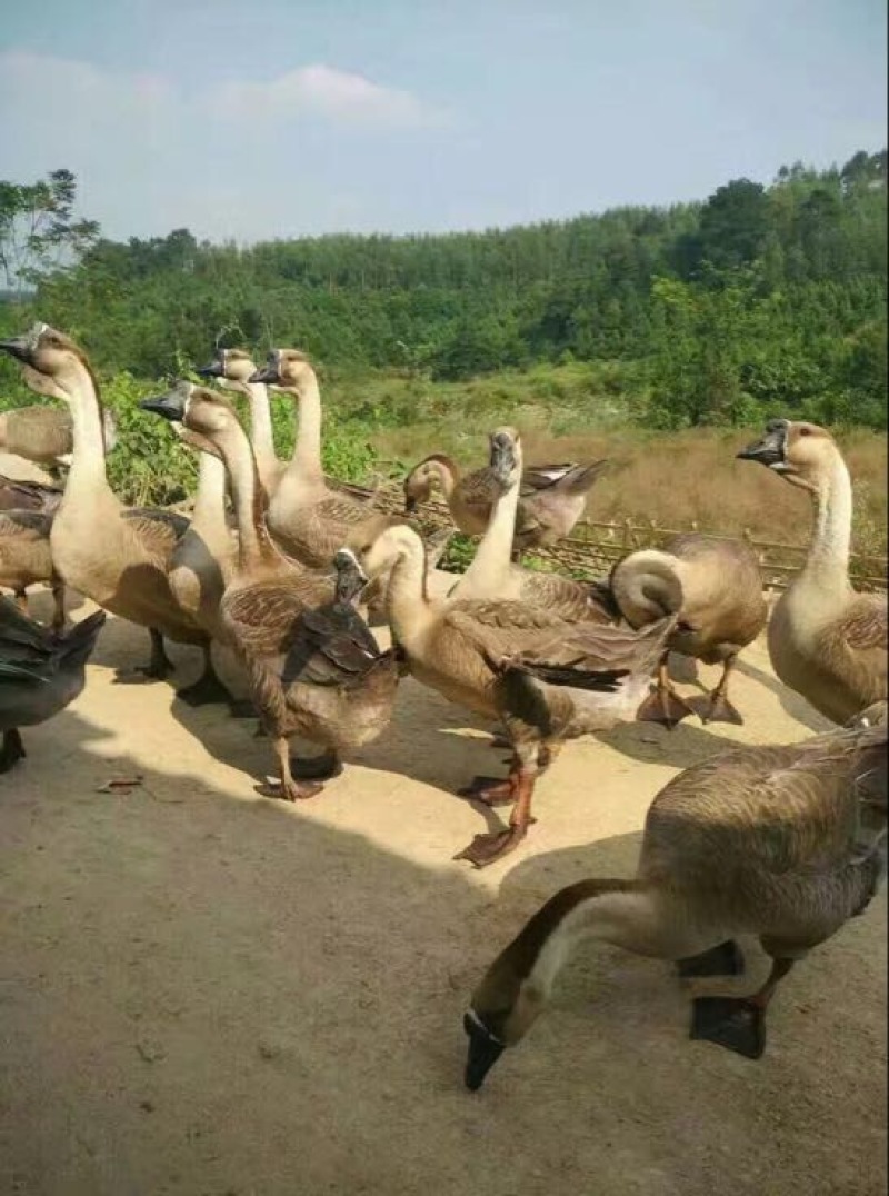 狮头鹅苗